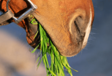 What diet and nutrition plans do you implement for your racing horses?