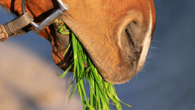 What diet and nutrition plans do you implement for your racing horses?