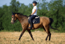 What strategies do you use to improve a horse's speed and stamina?