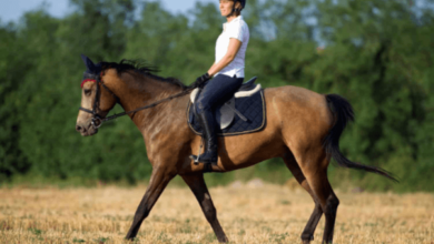 What strategies do you use to improve a horse's speed and stamina?