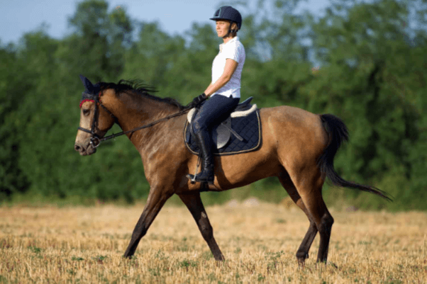 What strategies do you use to improve a horse's speed and stamina?