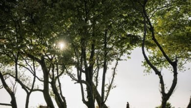 verified safety lookup results