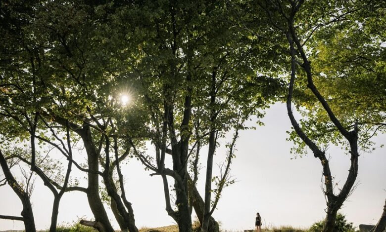 verified safety lookup results